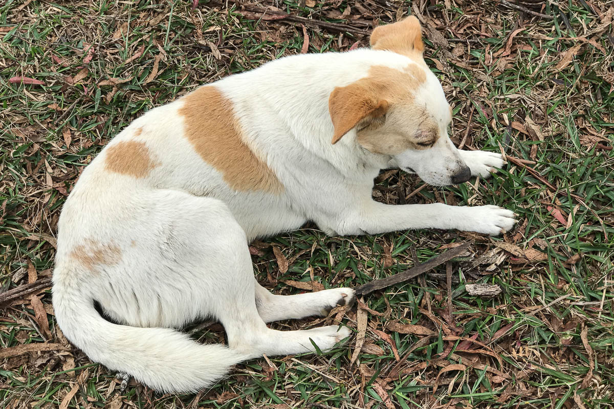 our four legged friend who joined us on the hike