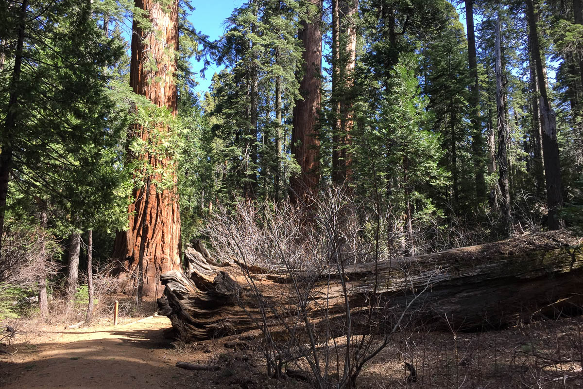 Calaveras Big Trees State Park