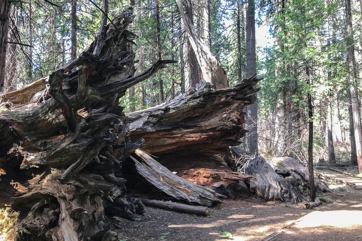 A tree that had fallen since our last visit